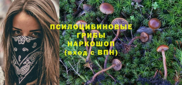 шишки Верея